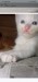 Traditional Persian cat